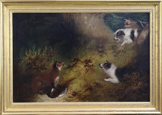 George Armfield (fl.1840-1875) Terriers chasing a fox 19.5 x 29.5in.